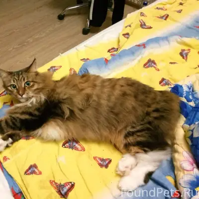 Пропал метис Мейн-куна Боня, лесопарк на пл. Свободы