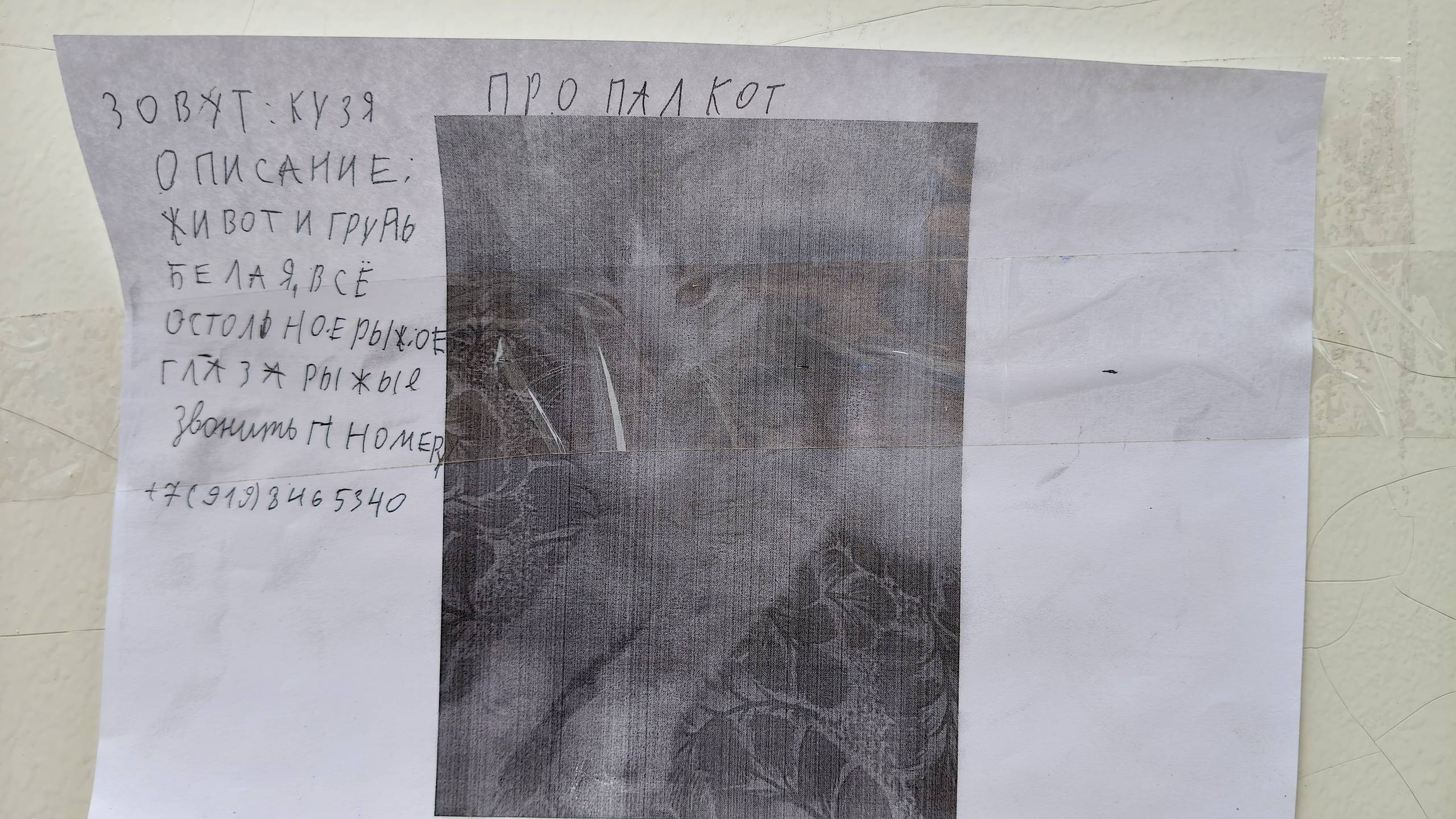 Пропал кот, ул. Розы Люксембург