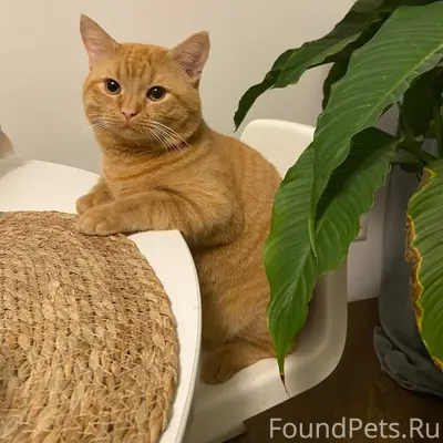 Пропал рыжий кот, район Короленко 5