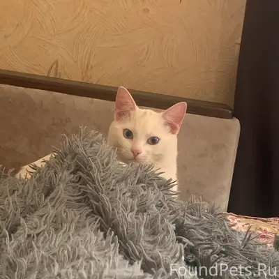 Пропал котёнок Шикака, Курск