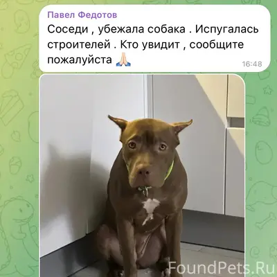 Пропала собака Боня, Поварово Вилладж