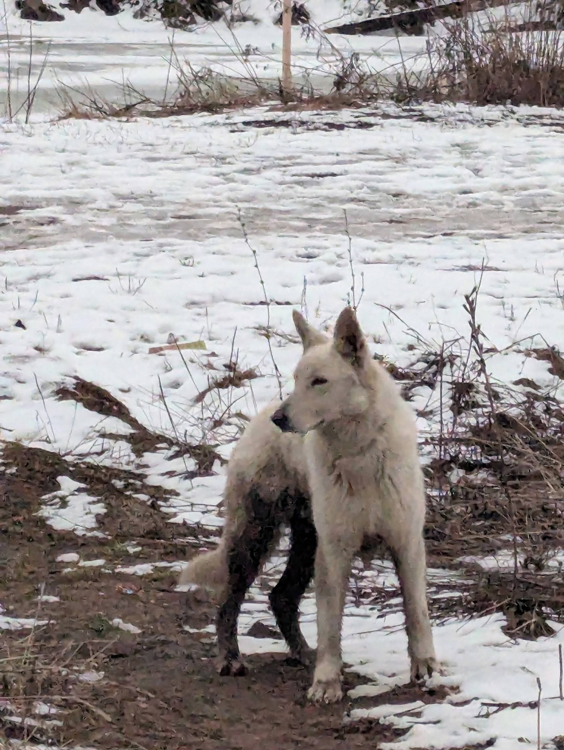 Пропала собака, Новый город