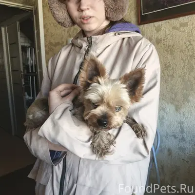 Найдена собака