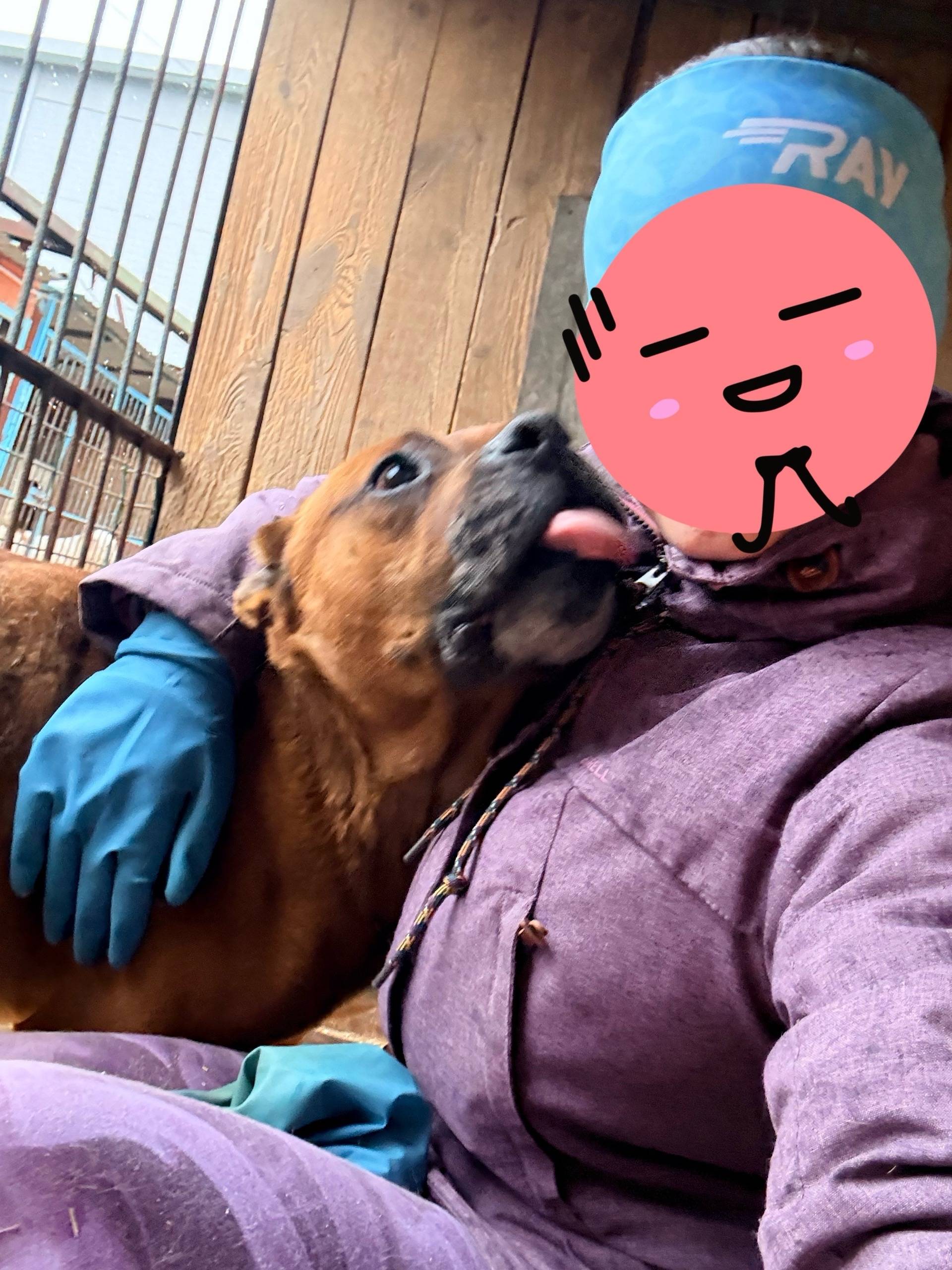 Найден метис боксера и питбуля, Иркутск