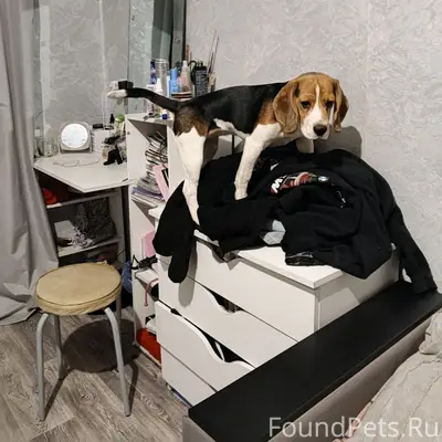 Пропала собака Белла, 12 шахта