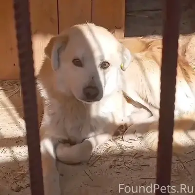 Пропал кобель, бежевый, трасса пЧубовка