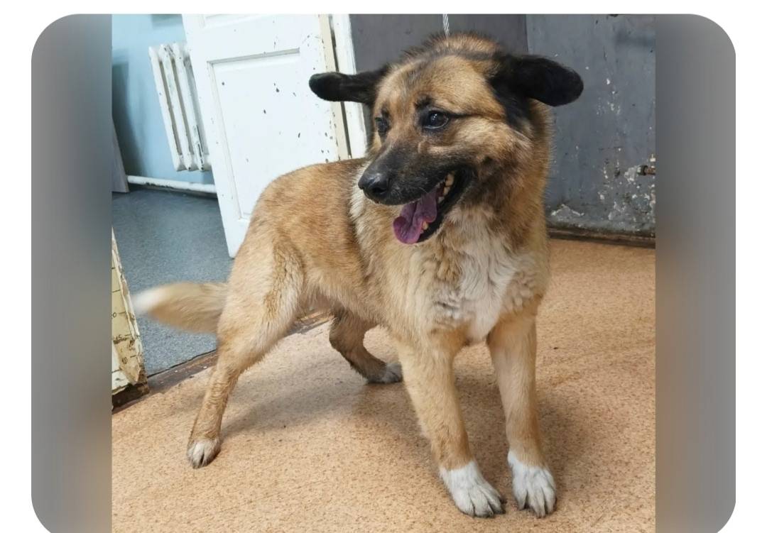 Пропала собака, возможно прихрамывает, Кедровая