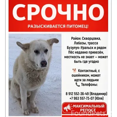 Пропал пёс, село Скворцовка, трасса Бузулук