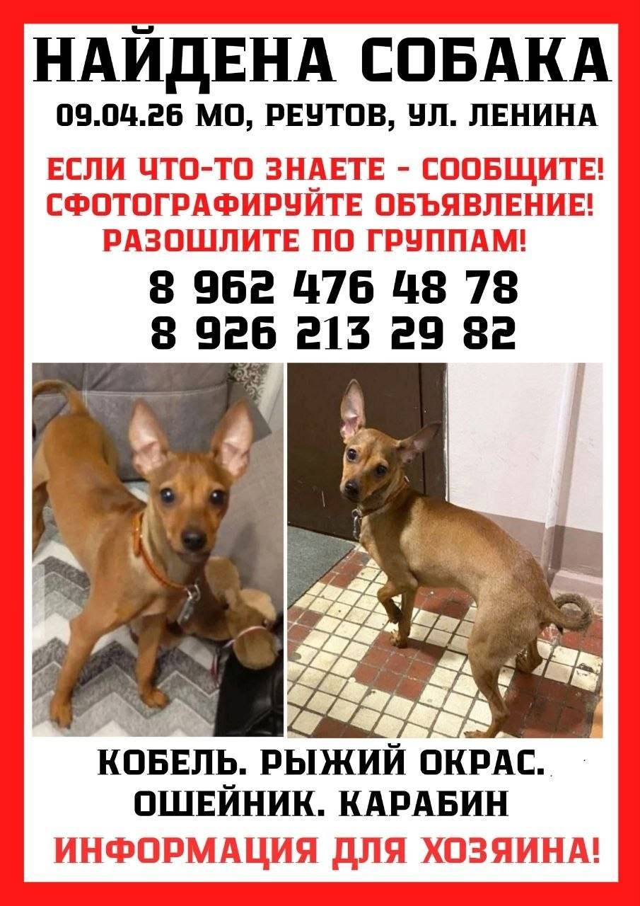 Найдена собака