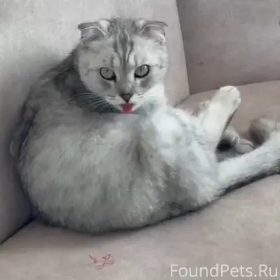 Пропал кот, Площадь Единения