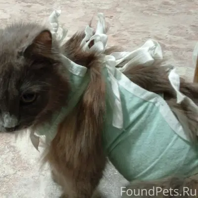 Найдена кошка, угол улиц Куйбышева и Комсомольской