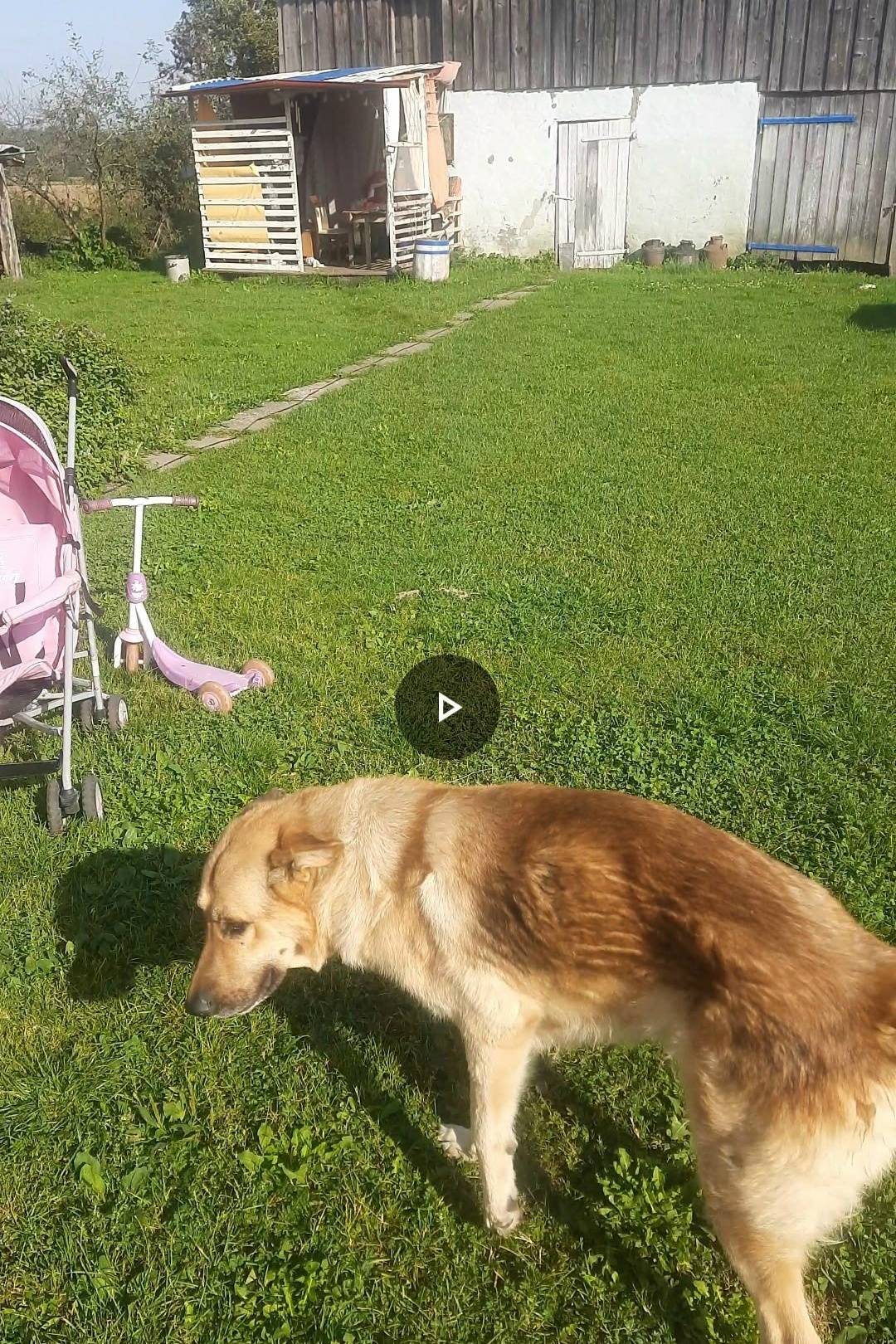 Пропал пёс овчарка, хромает, посёлок Шолохово