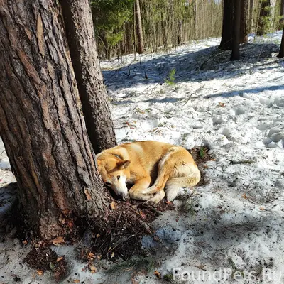 Пропала собака, Орехово-Зуево