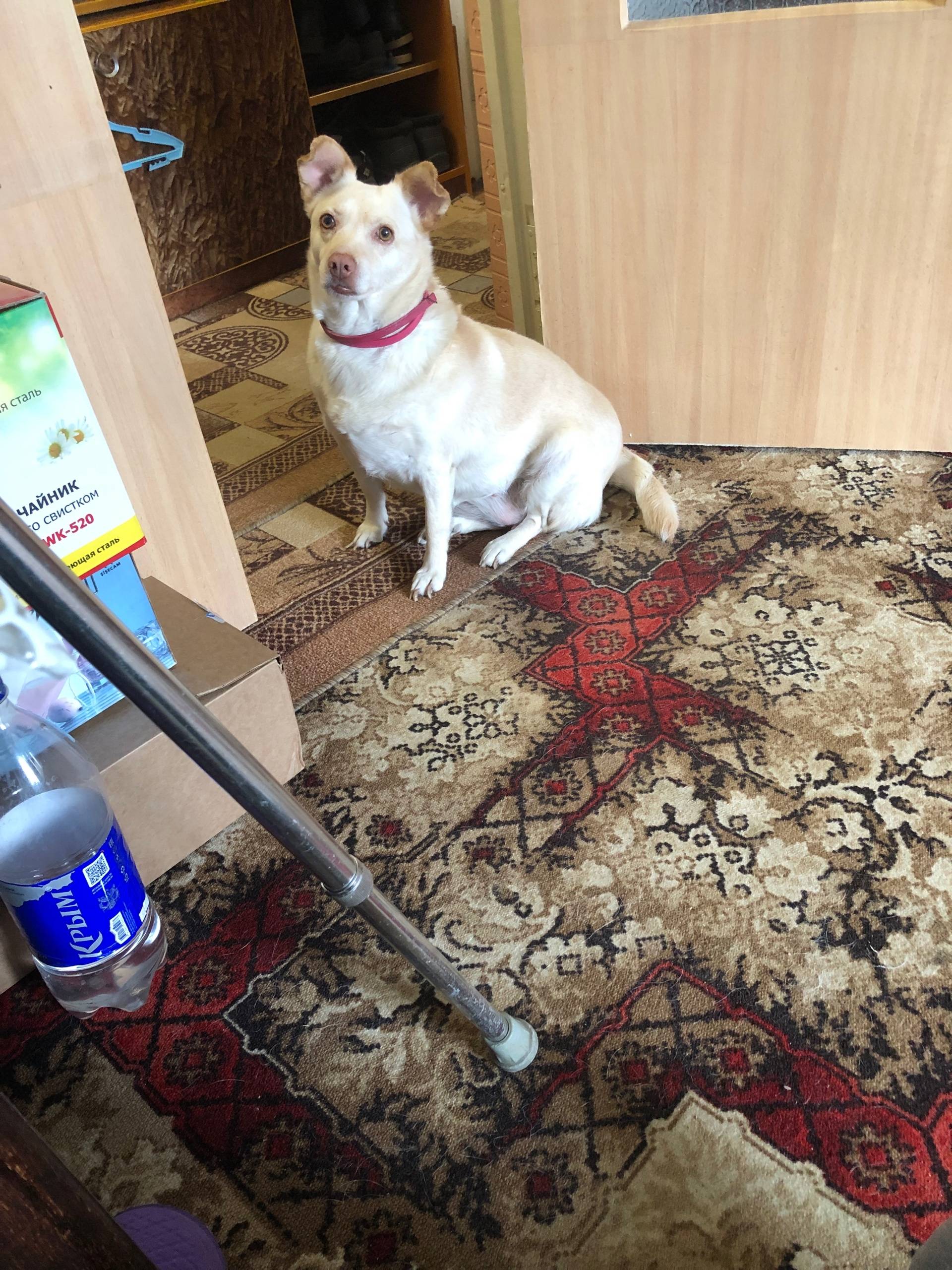 Пропала собака Масяня, район Пневматика