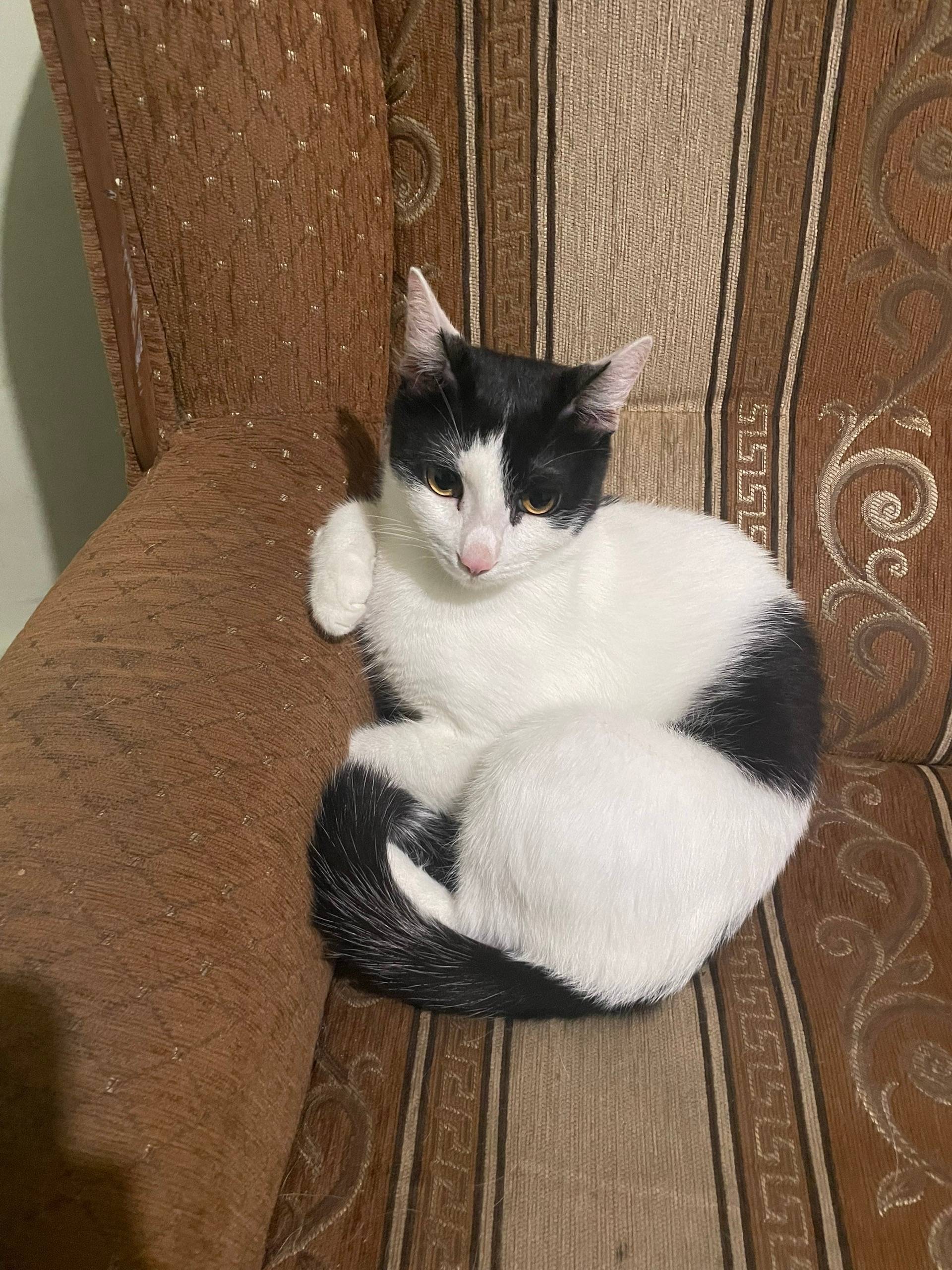 Пропал кот Андрей, Заводской район