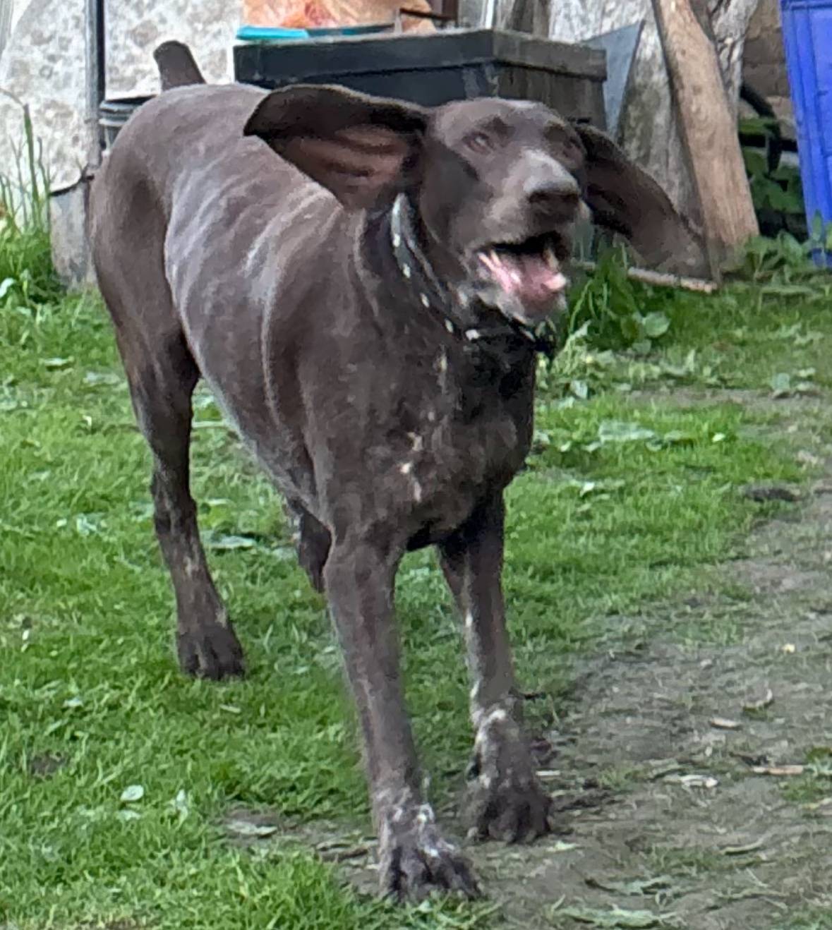 Пропал курцхаар Джой, микрорайон Северный
