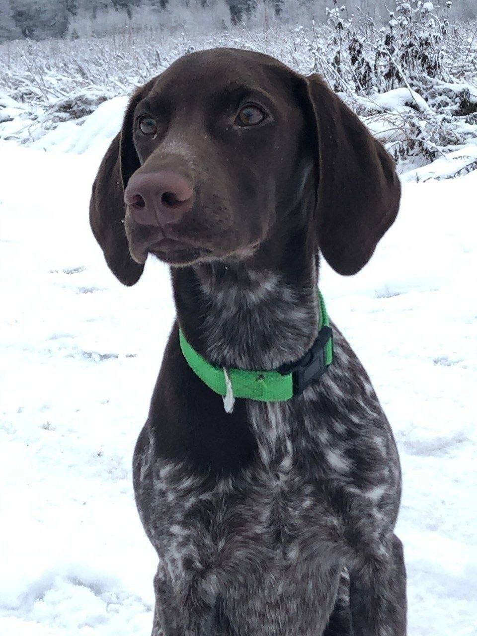 Пропала курцхаар Бруна, Рузский район