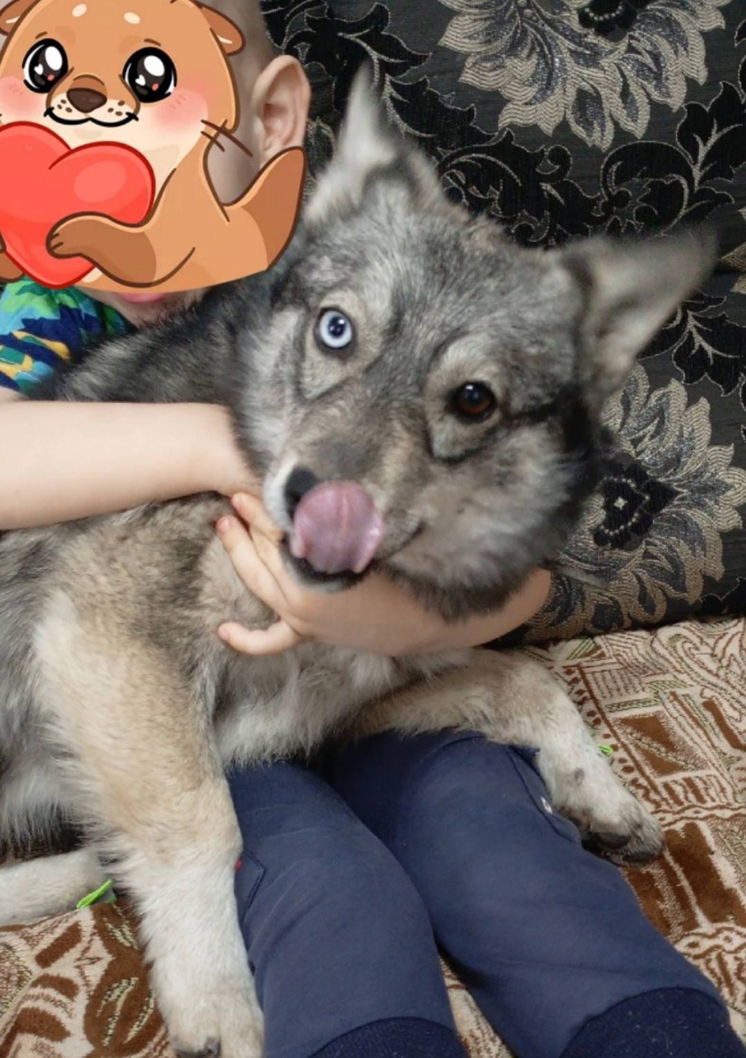 Пропала собака Альма, похожа на хаску, разные глаза