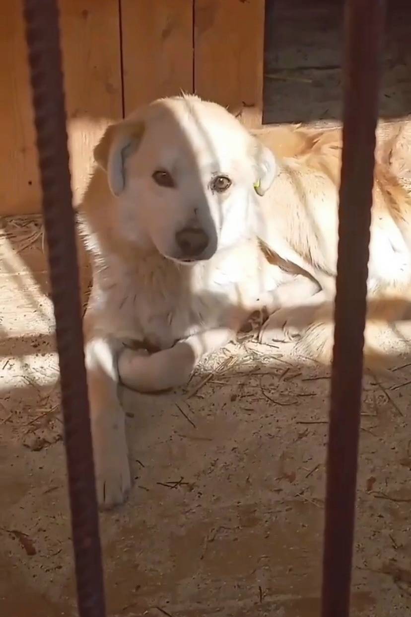 Пропал кобель бежевого цвета, Чубовка