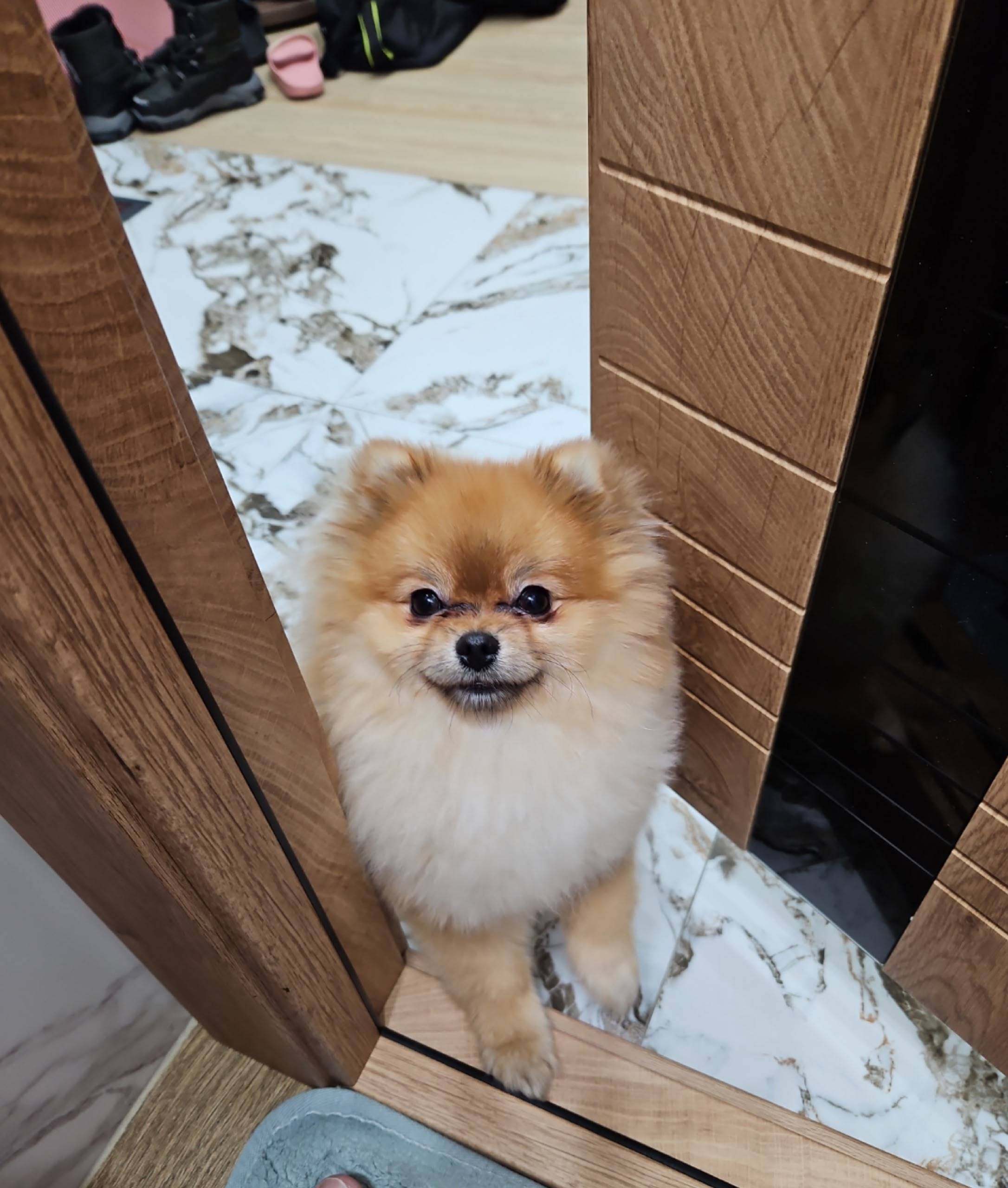 Пропал шпиц, район шк 5