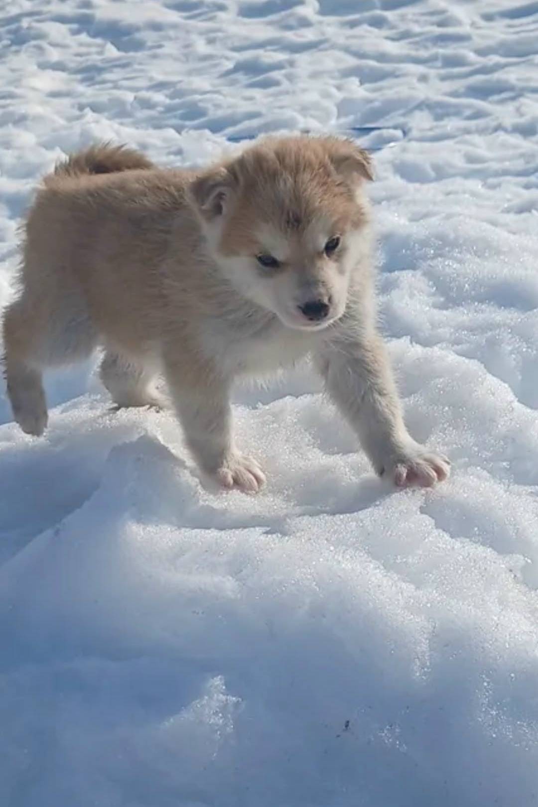 Пропал щенок, район бани