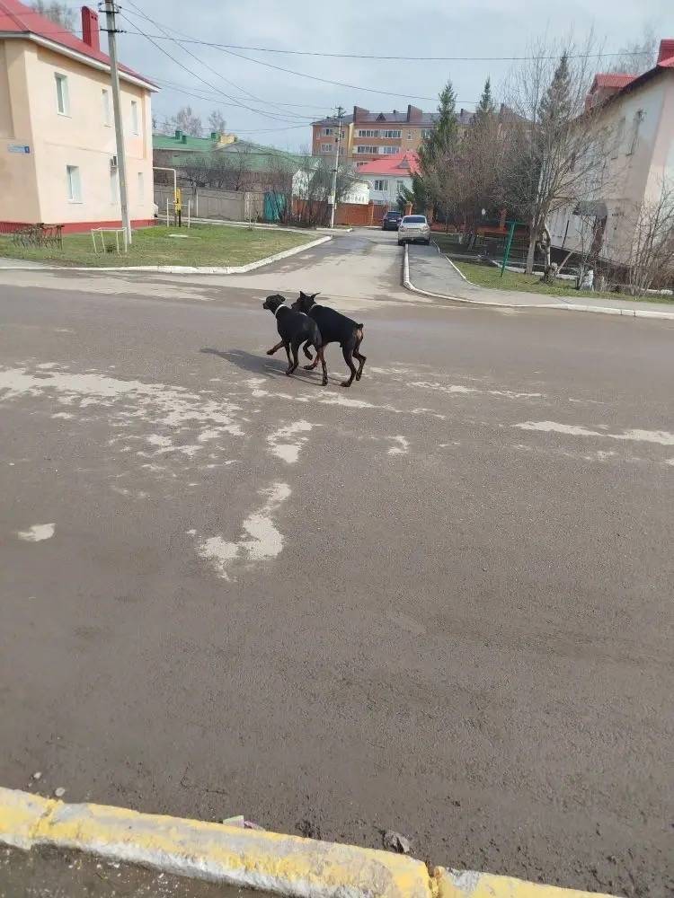 Пропал кот, ул. Тукая