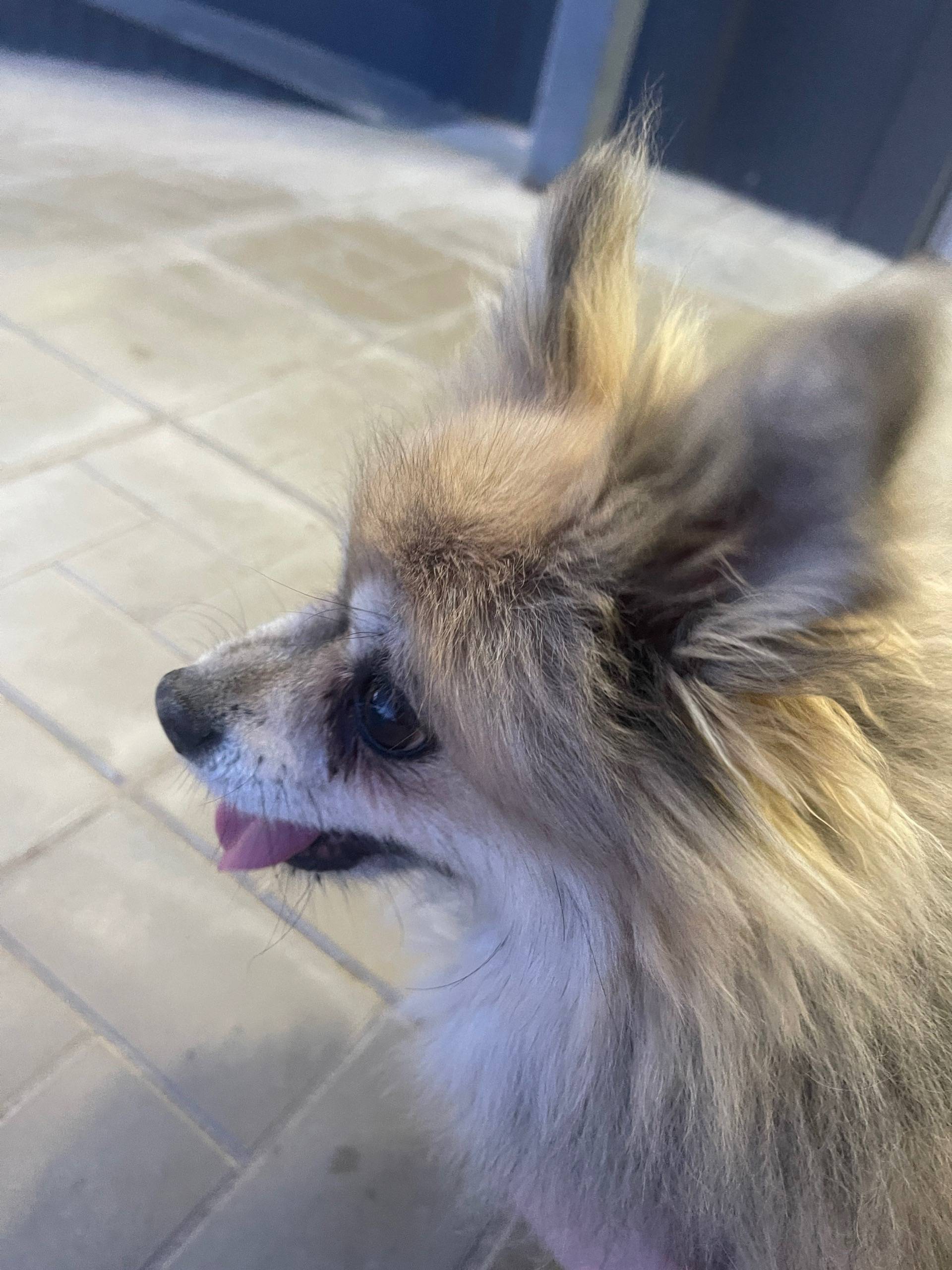 Найден тип собака, Овсище