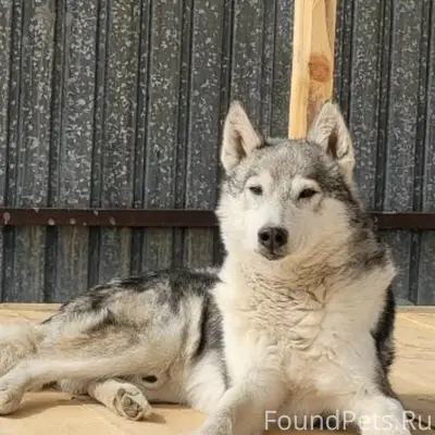 Пропала собака Робина