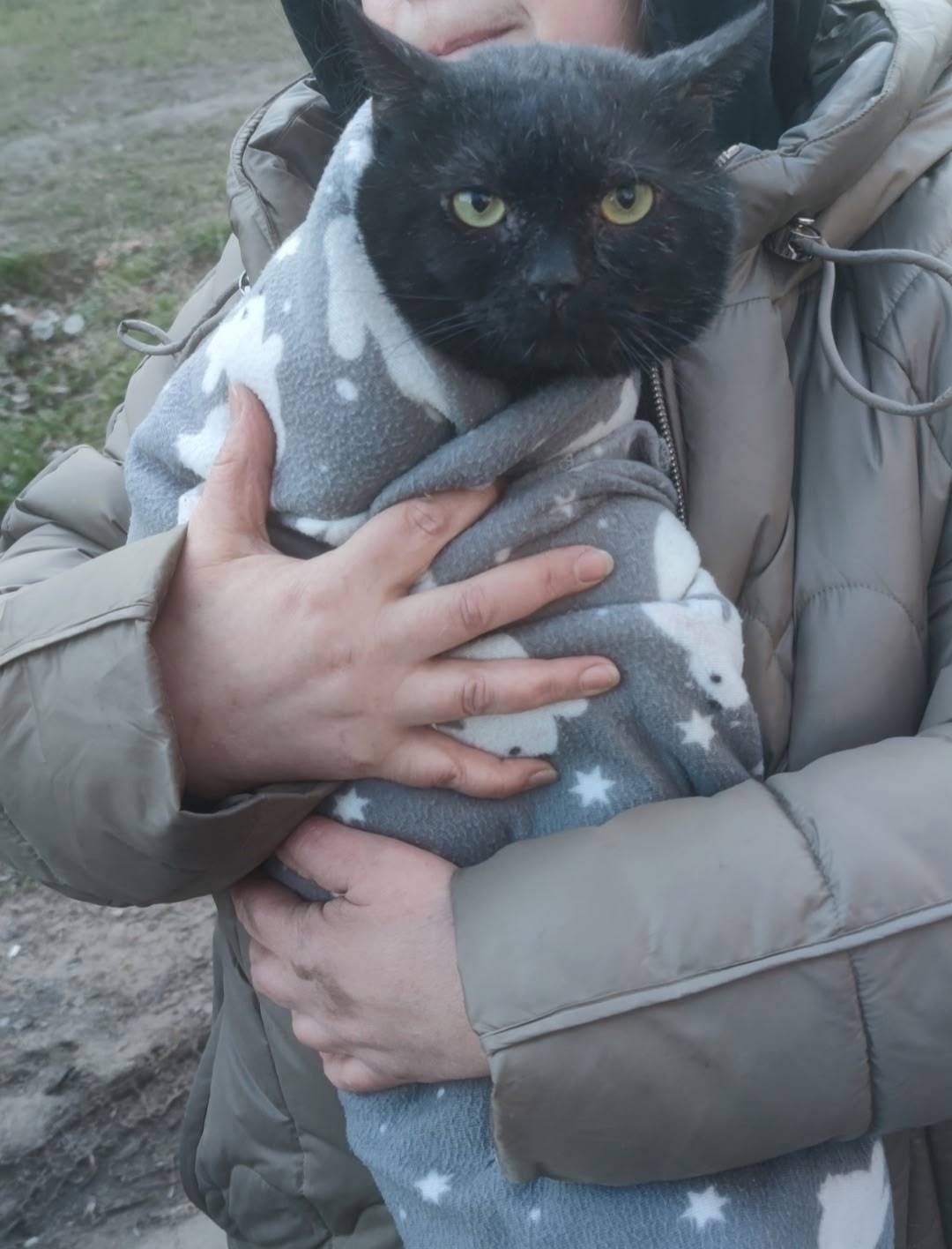 Найден кот, похож на британца, Невский район