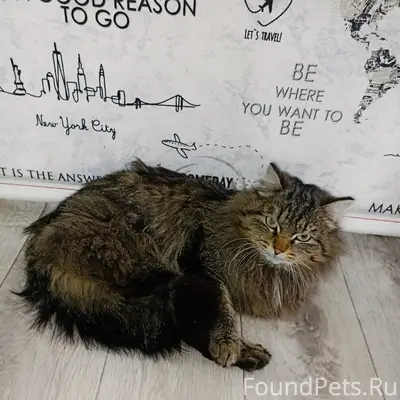 Пропал кот Мурзик, улица Октябрьская