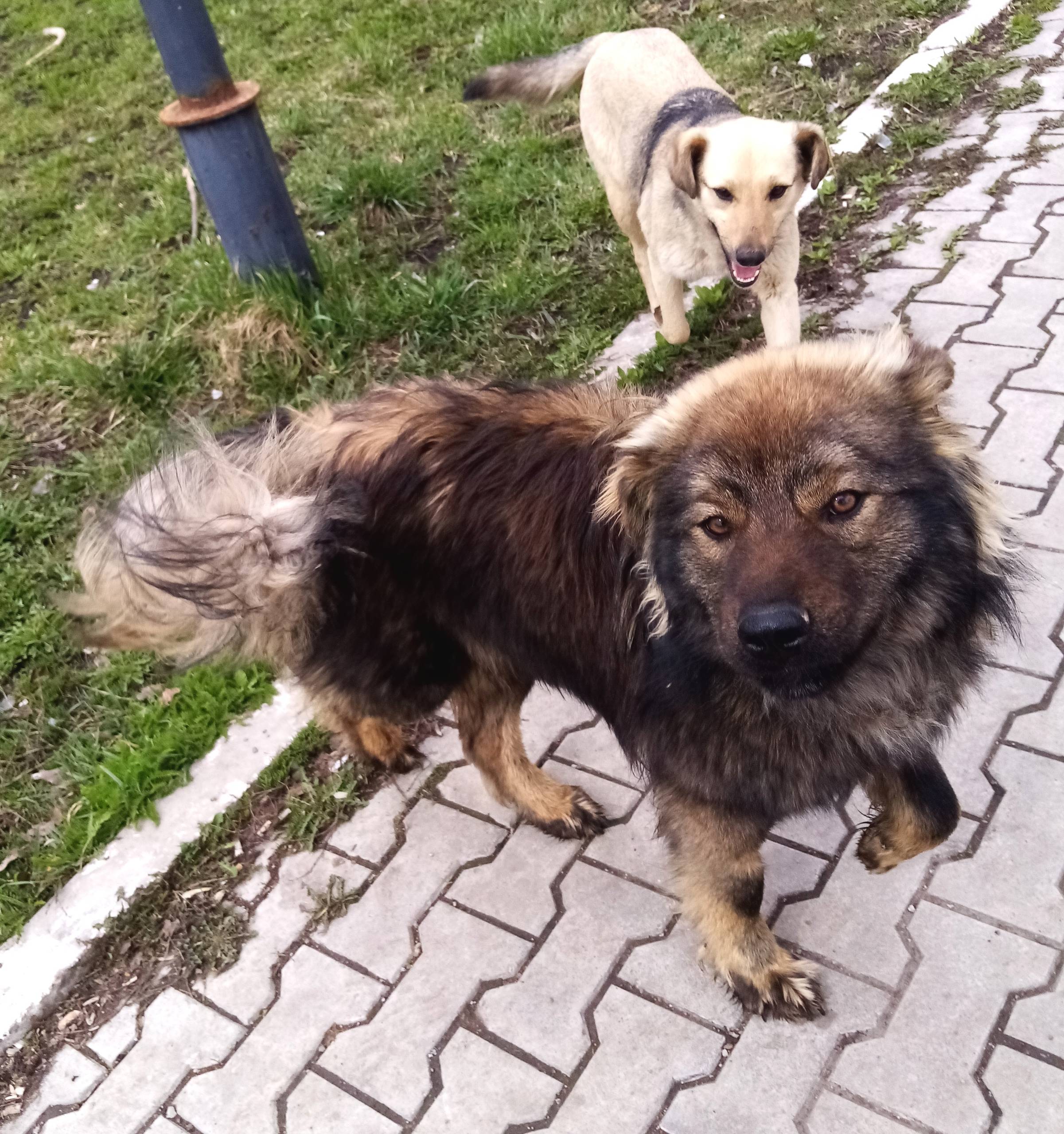 Пропала собачка, Стерлитамак