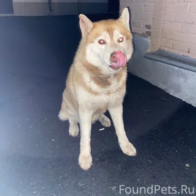 Найден тип собака, Ленинская 46