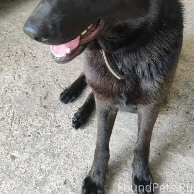 Пропала овчарка Джина, без указания места