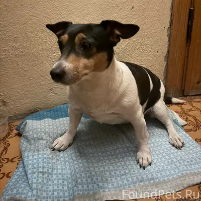 Найдена собака, хромает, центр