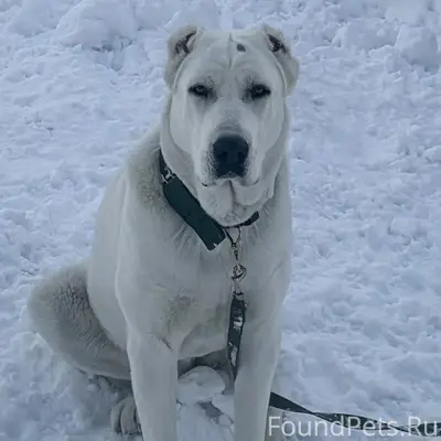 Пропала алабай, район СНТ 'Колос', п. Пригородный