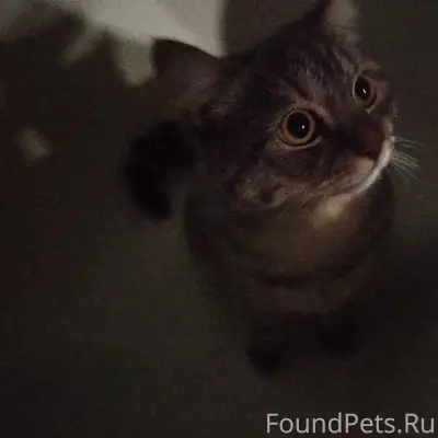 Пропала кошка Сиря (Сирена)