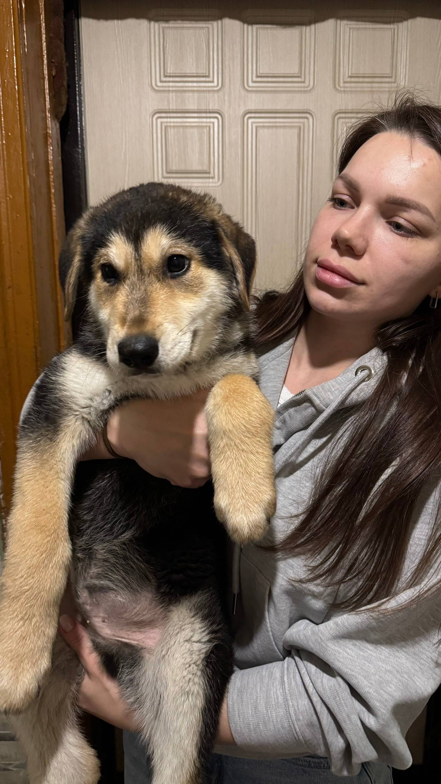 Найден щенок, г. Бор