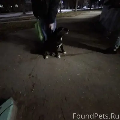 Найден подросток-собака, Жукова 33