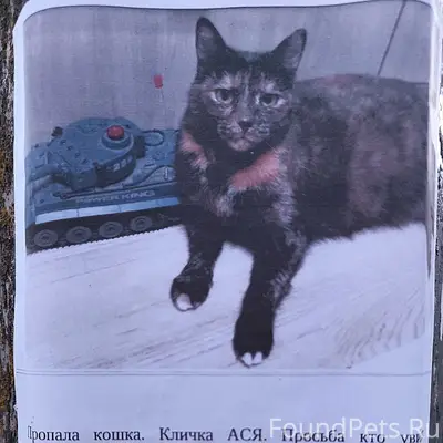 Пропала кошка, [место не указано]