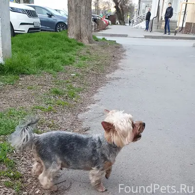 Пропал йорк, без ошейника, район Просвещения