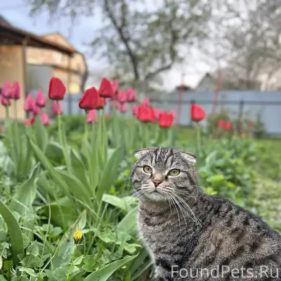 Пропал кот, снт южный