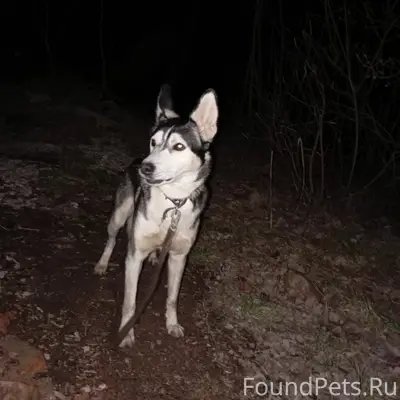 Найден пёс в ошейнике, лес