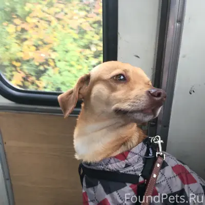 Пропала собака