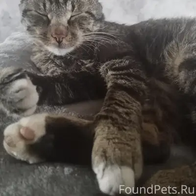 Пропал кот Нолик, жкх, ул Пушкина и другие