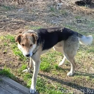 Пропал кобель Мухтар, район лагерей