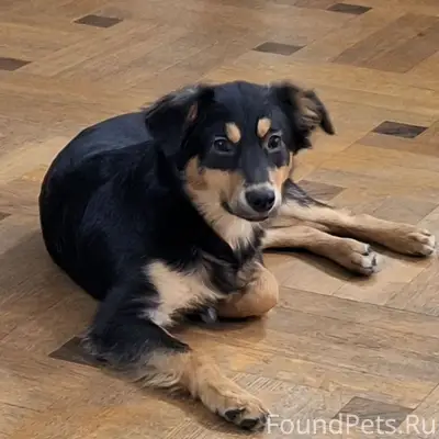 ПРОПАЛА СОБАКА! Очень пугливый- звонить!