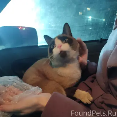 Найден взрослый кот, район трк Воскресенье