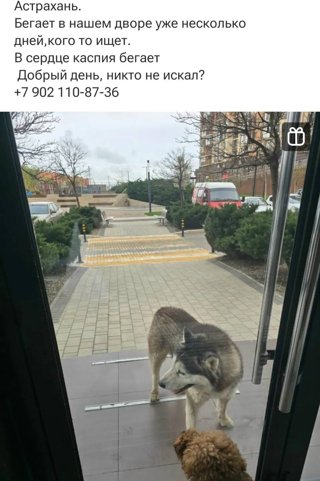 Пропала собака, Астрахань