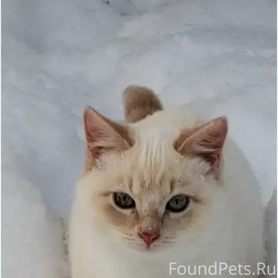 Пропал тайский ред пойнт Снежик, улица Южная