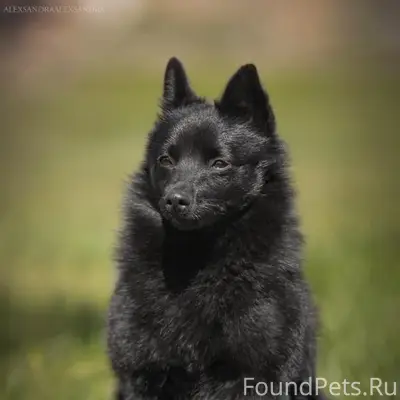 Пропала собака Мафия